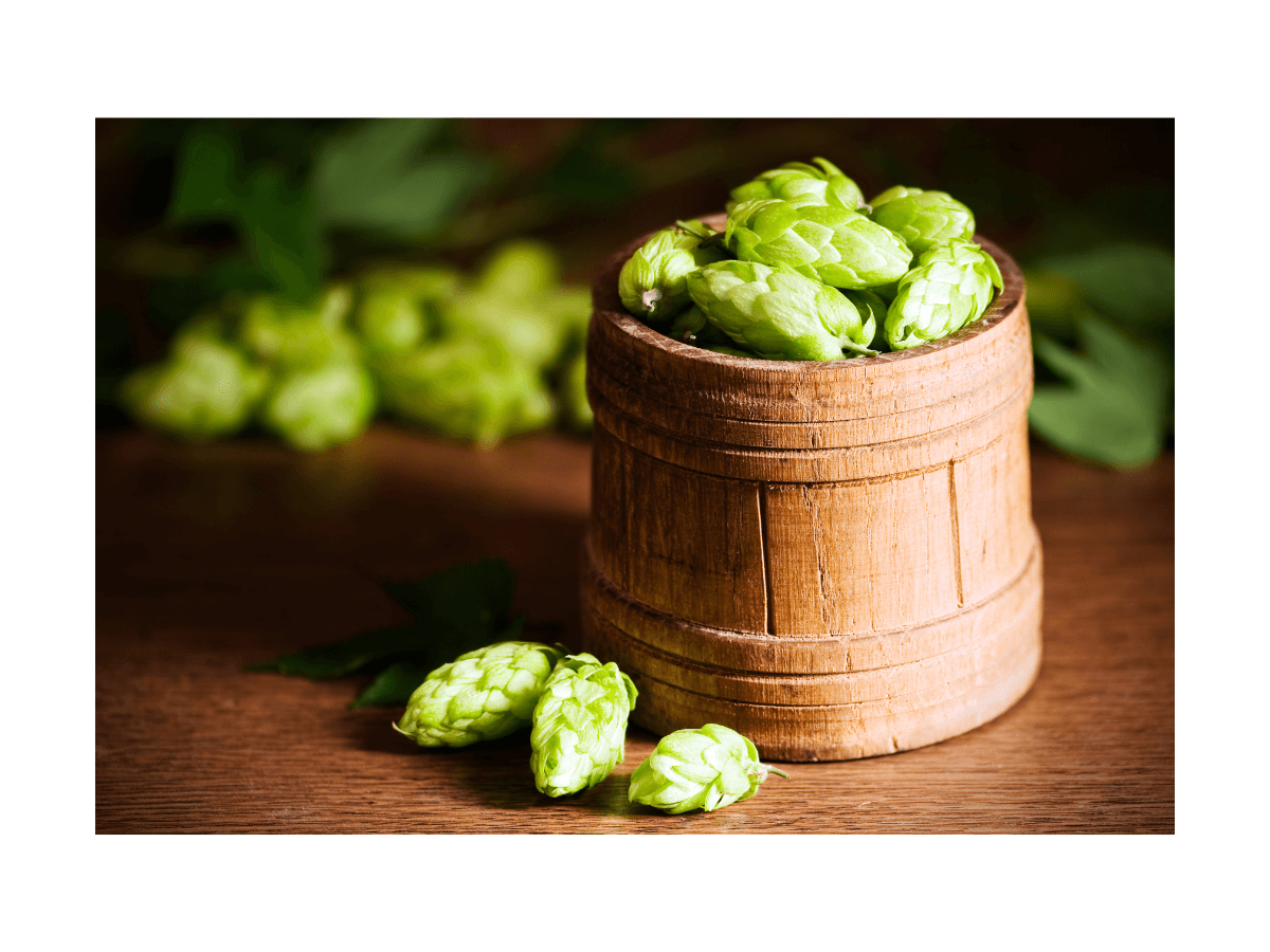 Whole hops are shown in a barrel